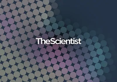 Spatial Relationships in Developmental Biology